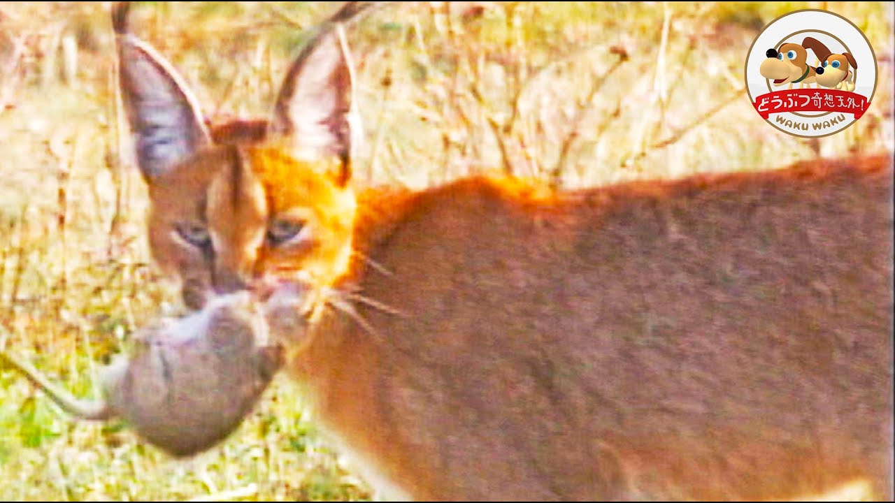 【超貴重映像】幻の野生ネコ『カラカル』の芸術的な狩りを撮った！【どうぶつ奇想天外／WAKUWAKU】