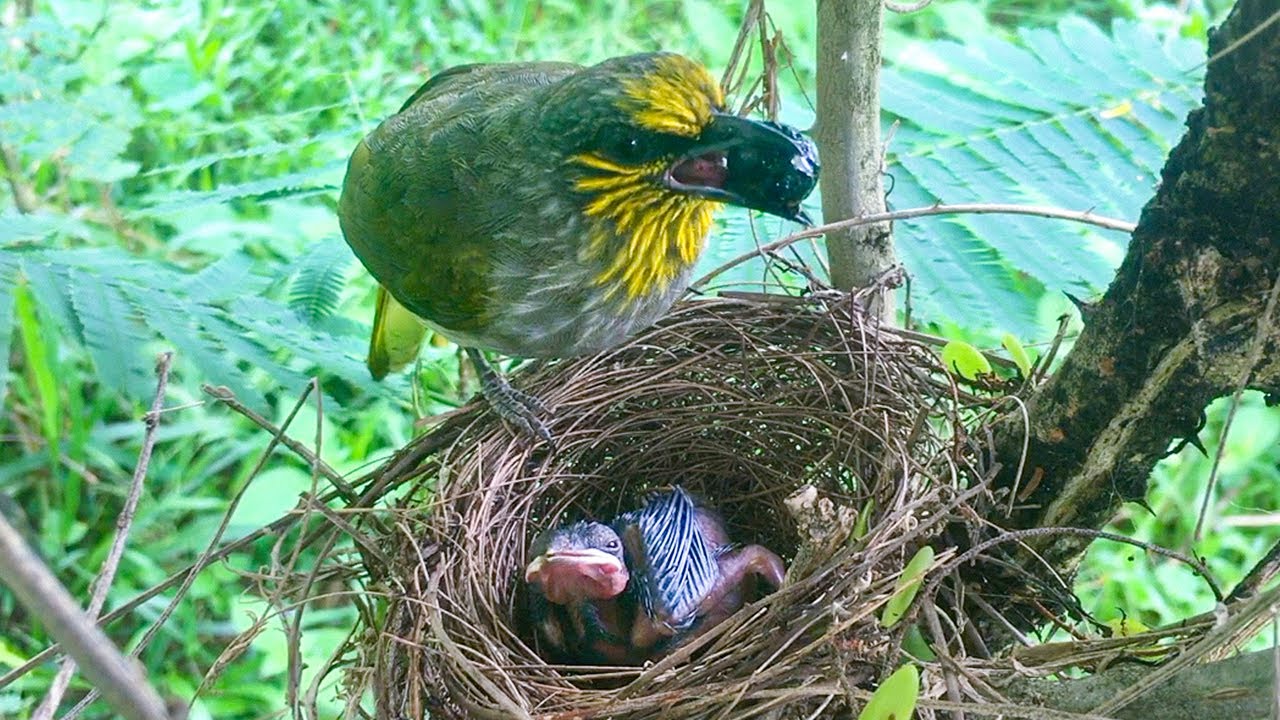 Baby Bulbul's All-day Eat and Sleep Marathon (12) – Parent Birds, Let Chick Tackles Big Food! E222