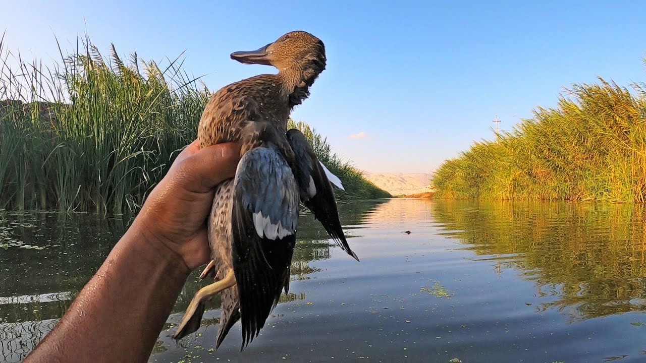 CACERIA de AVES SILVESTRE - Rifle de RESORTE 5.5
