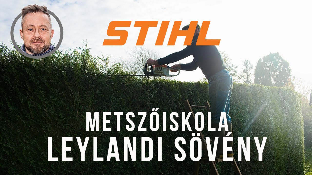 A leylandi sövény nyírása és ápolása | STIHL metszőiskola
