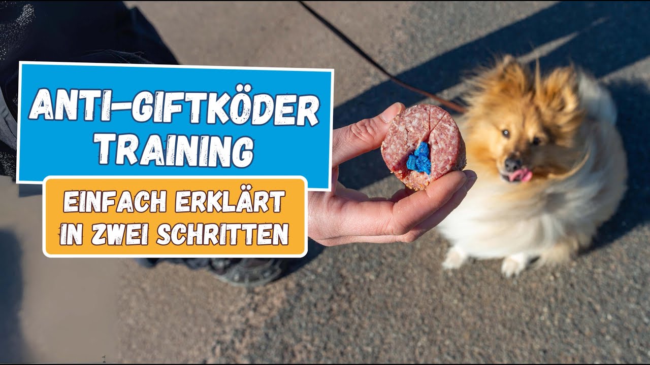 Anti-Giftköder-Training für Hunde: Einfach erklärt in zwei Schritten | BluePet