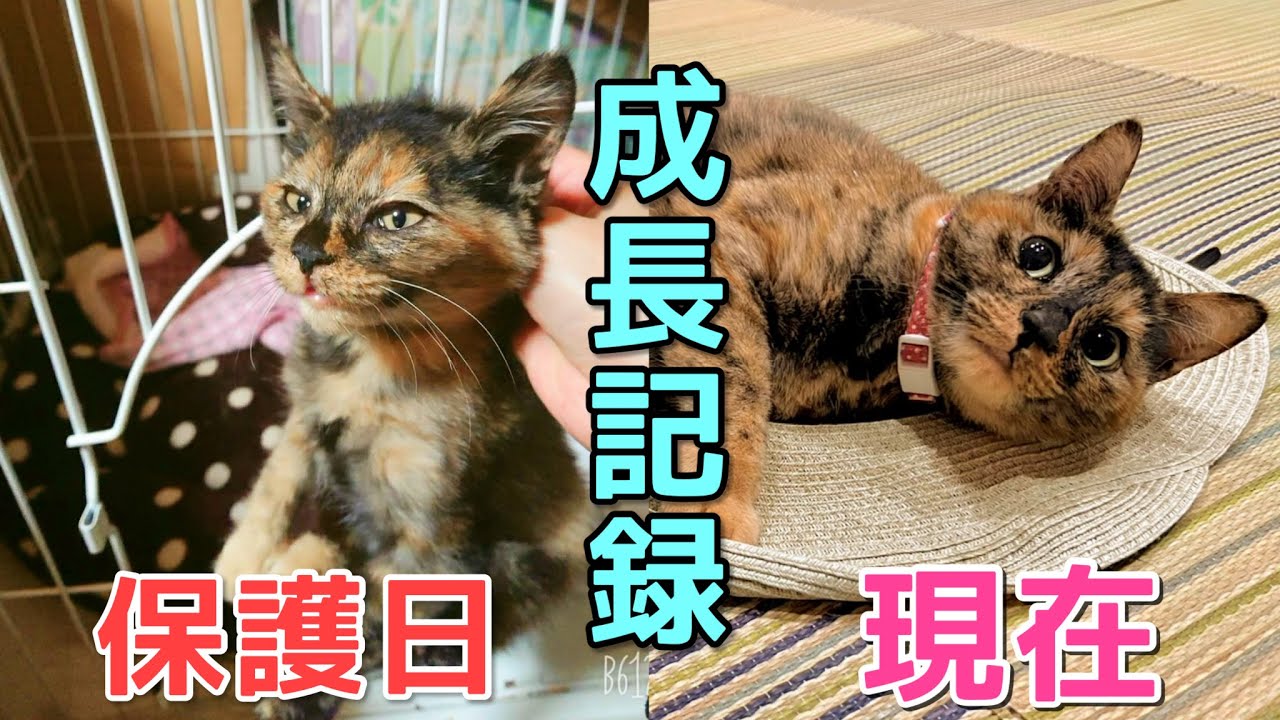 【迷い猫から家猫へ】ぼっちだった子猫が立派な大人になりました