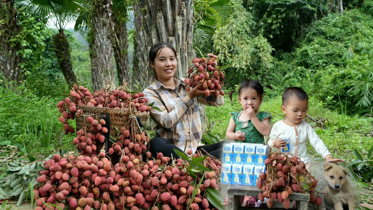 Harvesting ancient lychees to sell at the market - buying nutritious milk for my little daughter