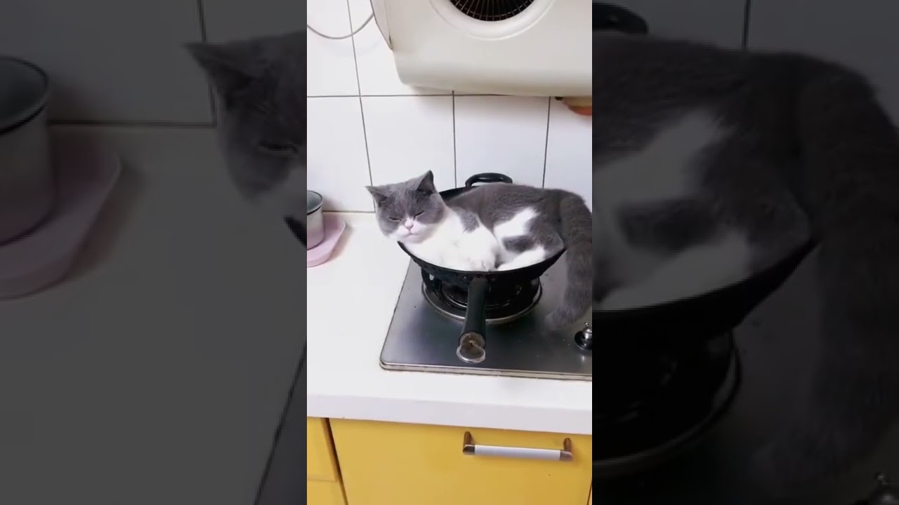Cat: master, dinner is ready 😂 #cat #sleepy #pot