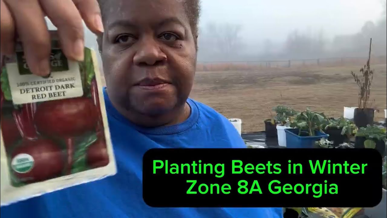 Planting Beets in January in Zone 8A in Georgia