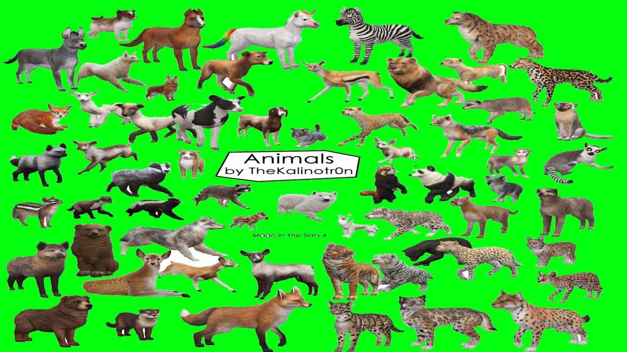 ⭐all animals Green screen backrawnd videos 18 p