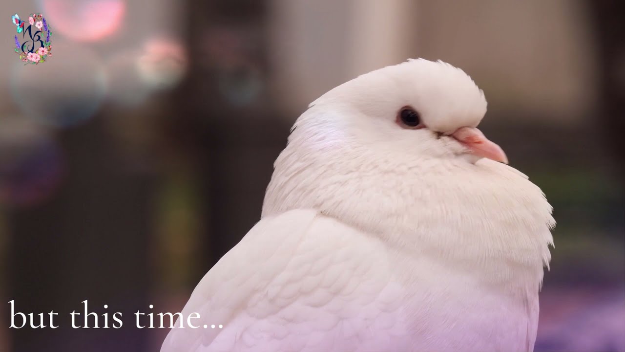 The Dove - Symbol of the Holy Spirit