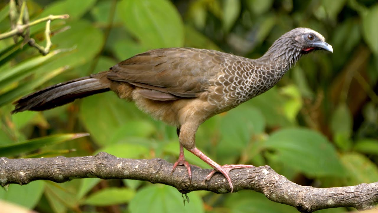 Colombian Chachalaca Sound