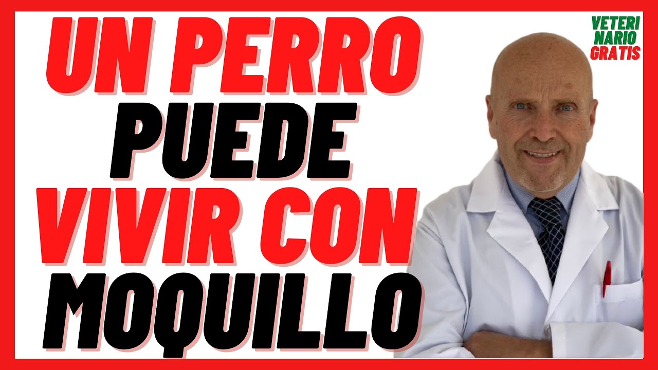 Un PERRO Puede VIVIR con MOQUILLO 🟢 Fases, Secuelas del Moquillo 🟢 Fase terminal del Moquillo Canino