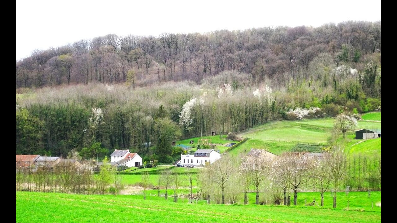 BLOEIEND ZUID-LIMBURGS HEUVELLAND.