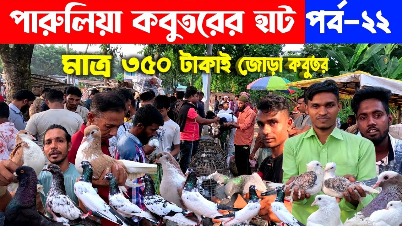 মাত্র ৩৫০ টাকায় জোড়া কবুতর গ্রামের হাট থেকে | kobutor hat 2024 | pigeon market in bangladesh...