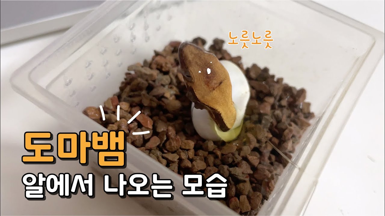도마뱀 알에서 나오는 모습 초희귀 영상