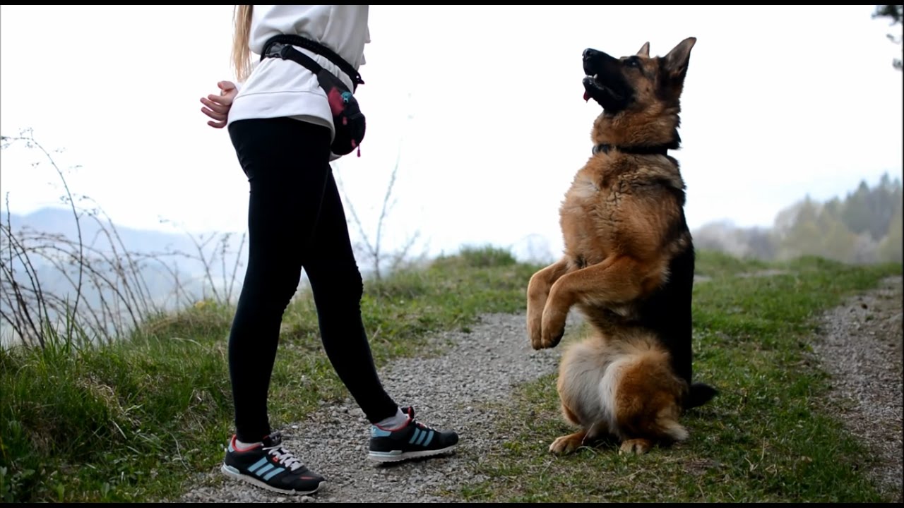 Sara German Shepherd dog tricks - one year together