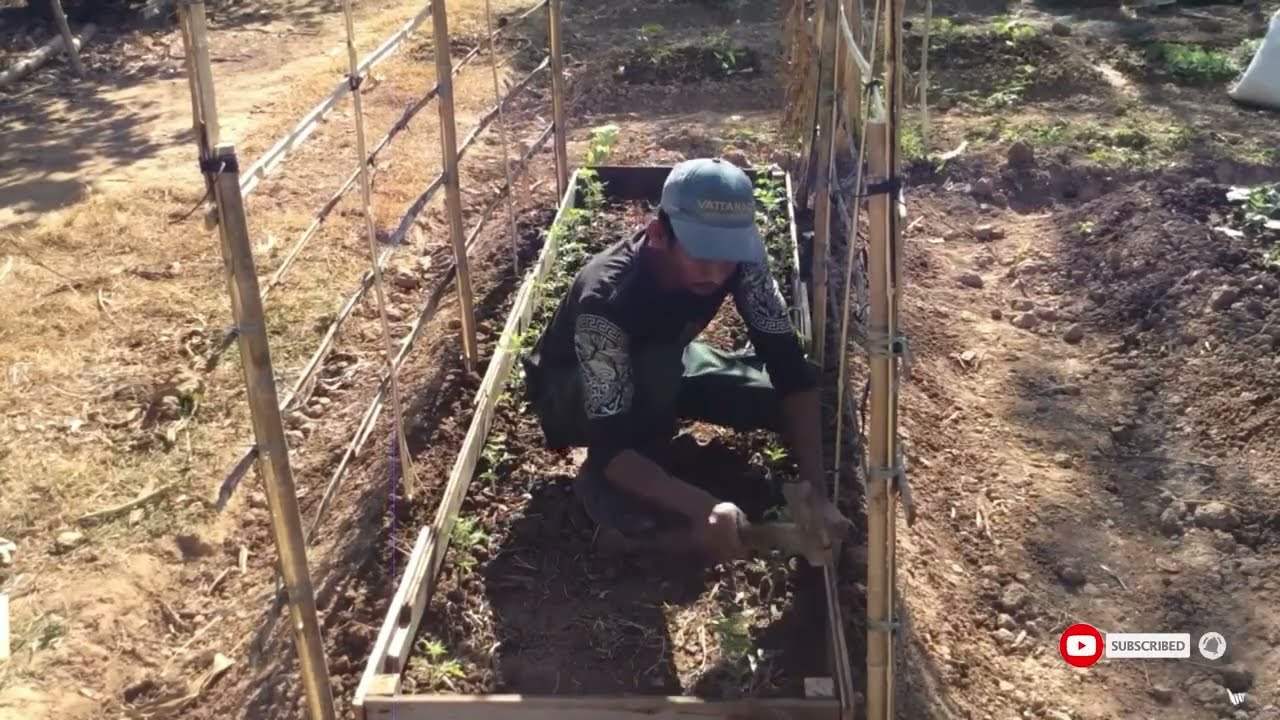 How to build a bamboo tomato plant, Fertilize tomatoes, Fertilize soybean crops | CARE Technical TV