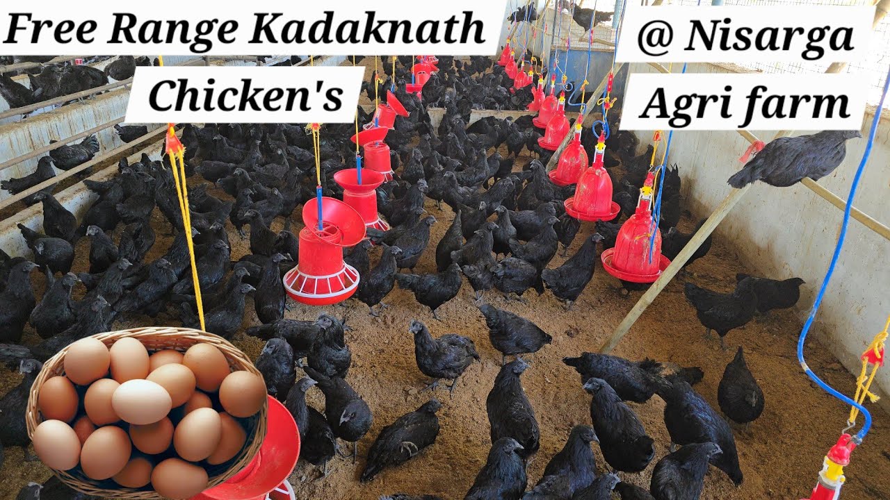 Nisarga agri farm shadnagar | kadaknath 🐔 & Eggs available with free home delivery | kadaknath chick