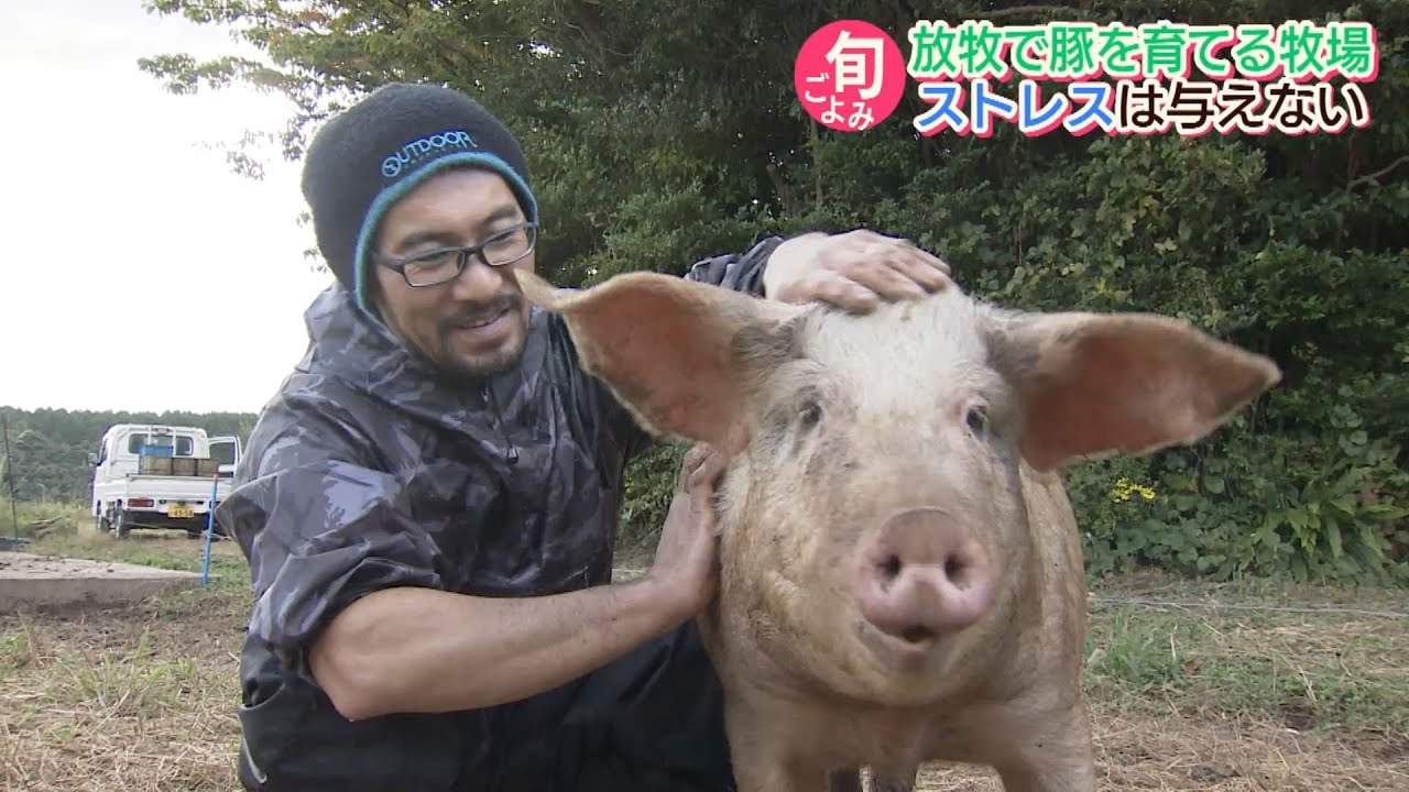ながさき旬ごよみ放牧豚【NCCスーパーJチャンネル長崎】