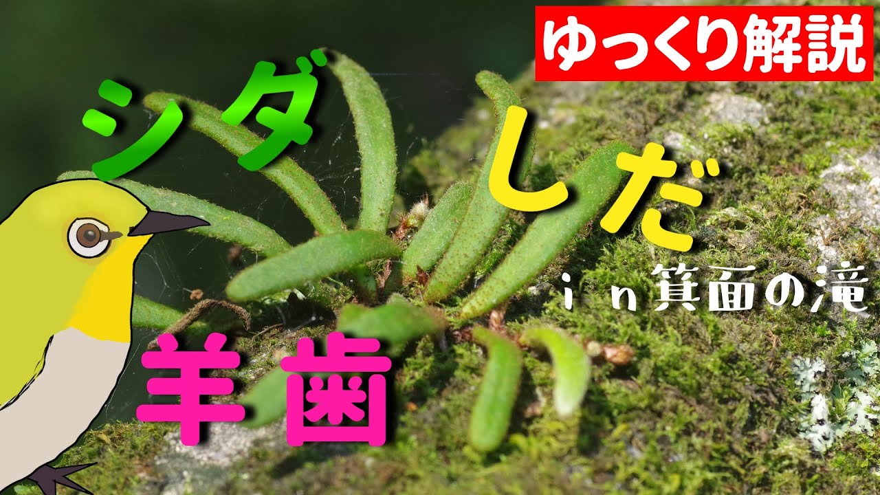 【シダ植物入門】シダの観察 in箕面の滝！見分け方のポイントも【ゆっくり解説】