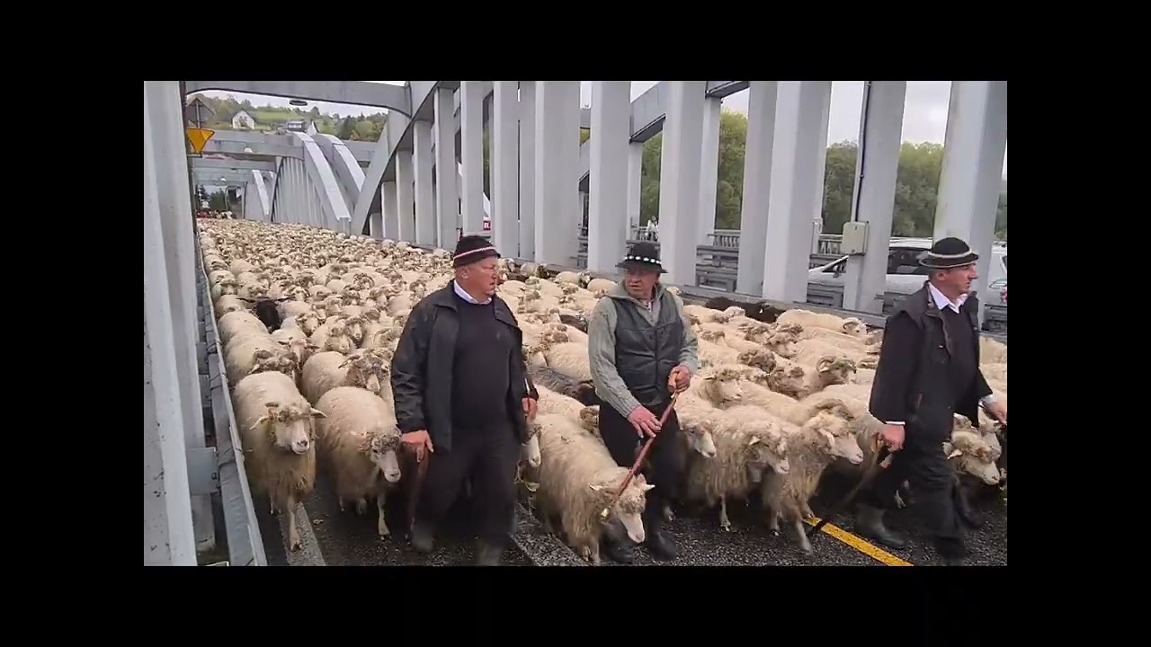 2025-10-11 Krościenko nad Dunajcem Transumanza | Krościenko nad Dunajcem Redyk
