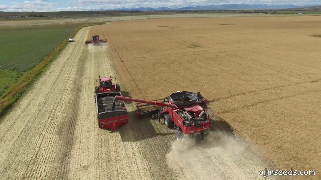 2016 Canola-Seeding to Harvest in Southern Alberta
