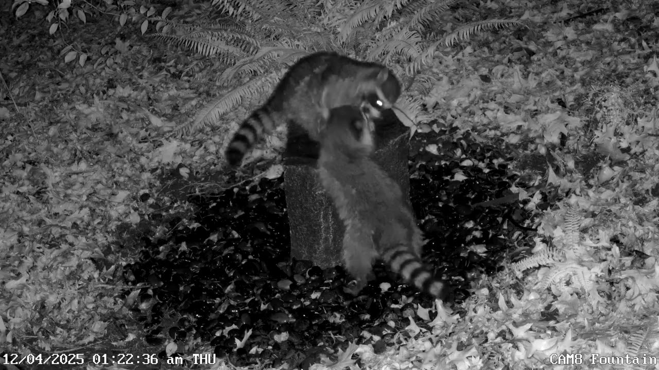 Raccoons 04 20251204012049