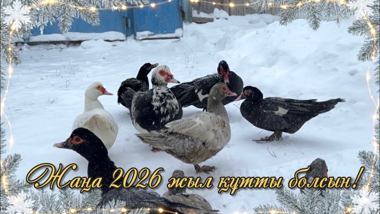 Индоуткалардың алғашқы жаңа жылы. 02.01.2026