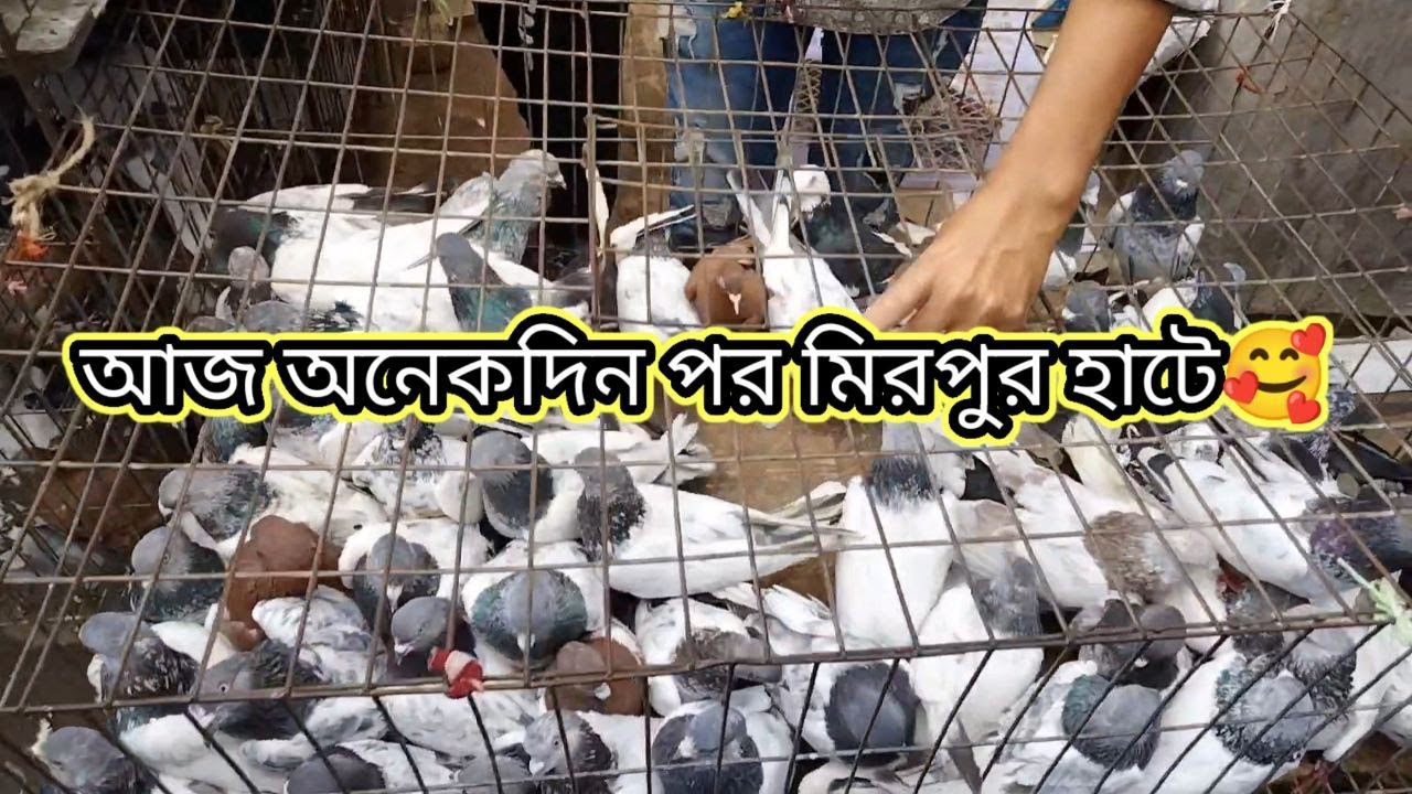বাংলাদেশের সবচেয়ে বড় পশু পাখির হাট 🥰  | Miraj Pigeon & Pets