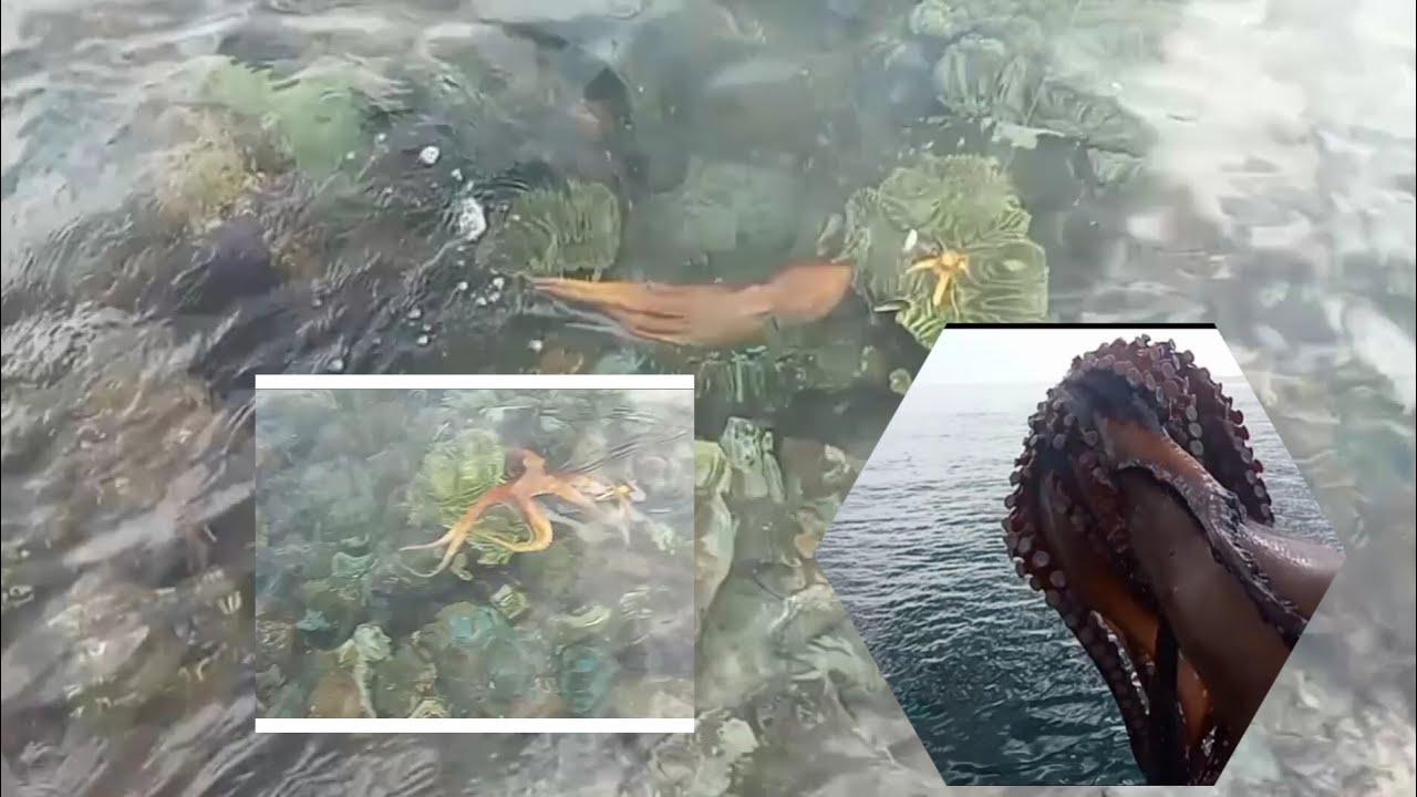 Mancing gurita!!!semakin seru!! MANCING GURITA 🐙