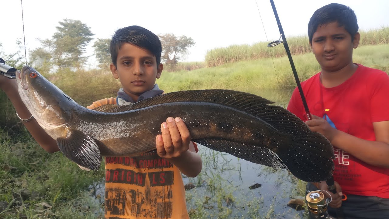 Murrel fish hunting | tiger snakehead fishing #krfishhunter #snakehead #fishing
