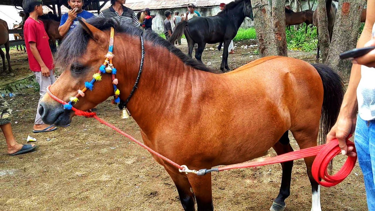 PASAR KUDA | KUDA MINI DI PASAR KUDA SEMUA MATA TERTUJU PADANYA | PASAR KUDA PART 101