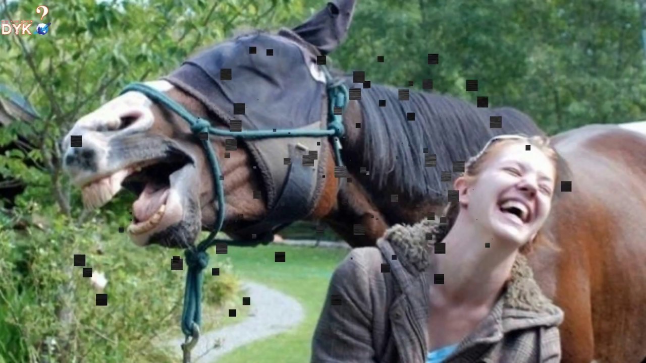 TOP 10 Incredibly Hilarious Animal Photobombs