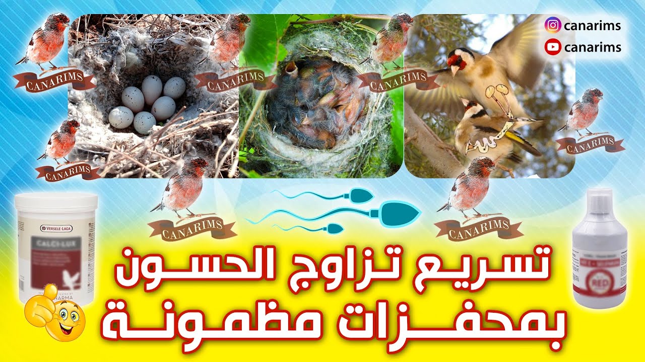 تأخر تزاوج الحسون و عدم جهوزيته اليك اسرع طريقة فيتامينات مضمونة بدون اثار جانبية 🔥