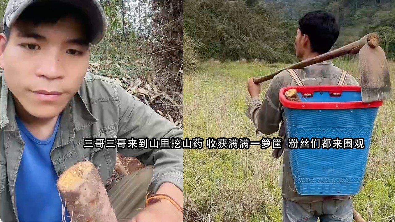三哥三哥来到山里挖山药 收获满满一箩筐  粉丝们都来围观