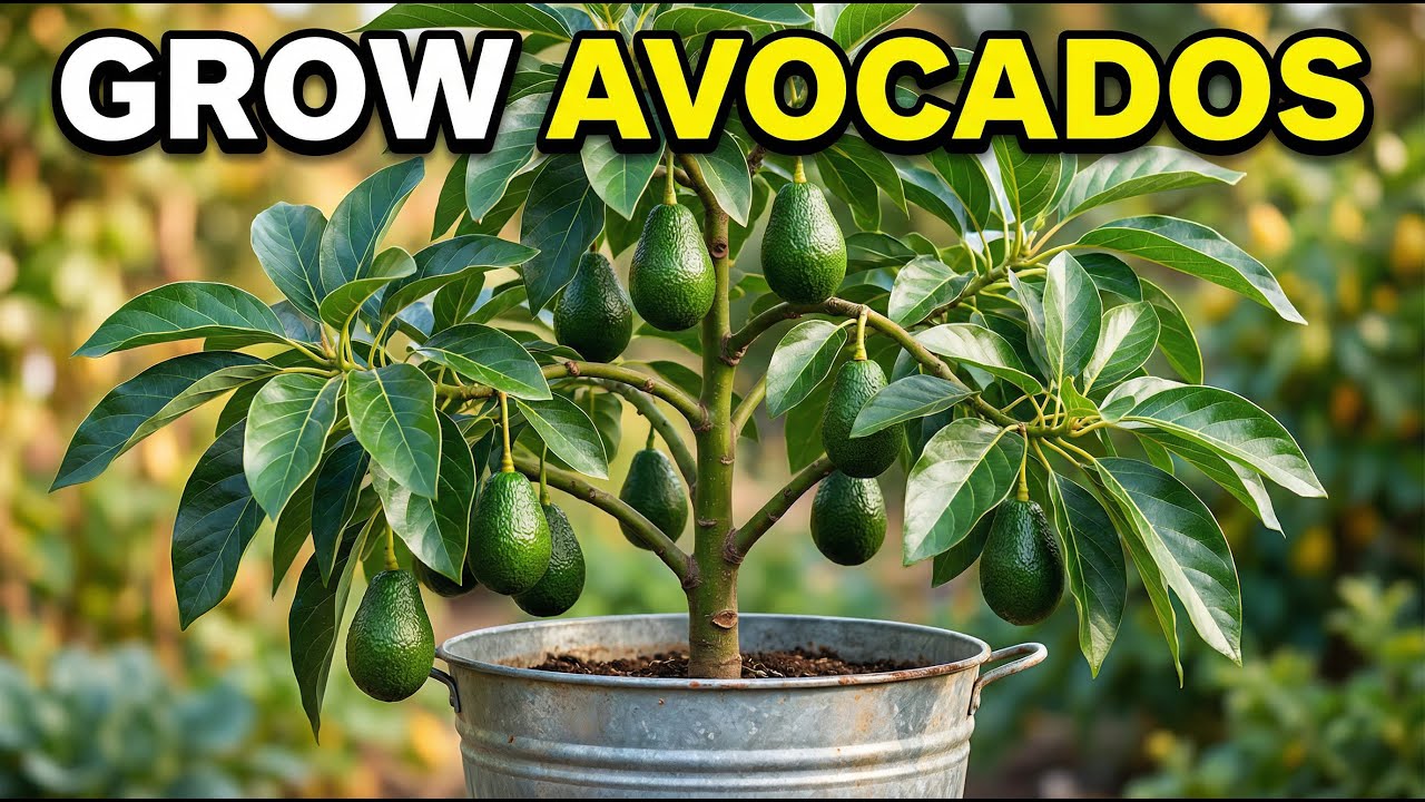 The ONLY Way to Grow Avocados That Actually Works (Stop Wasting Seeds!)