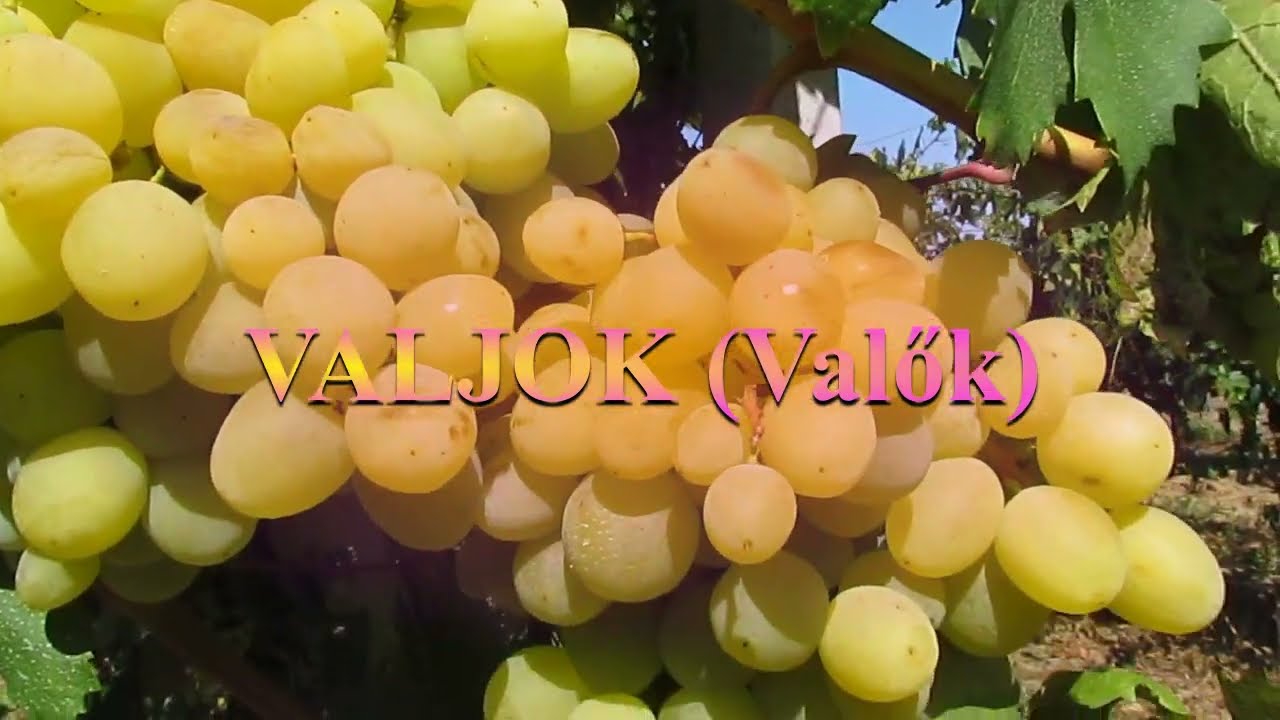2024, július 26, VALJOK szőlő