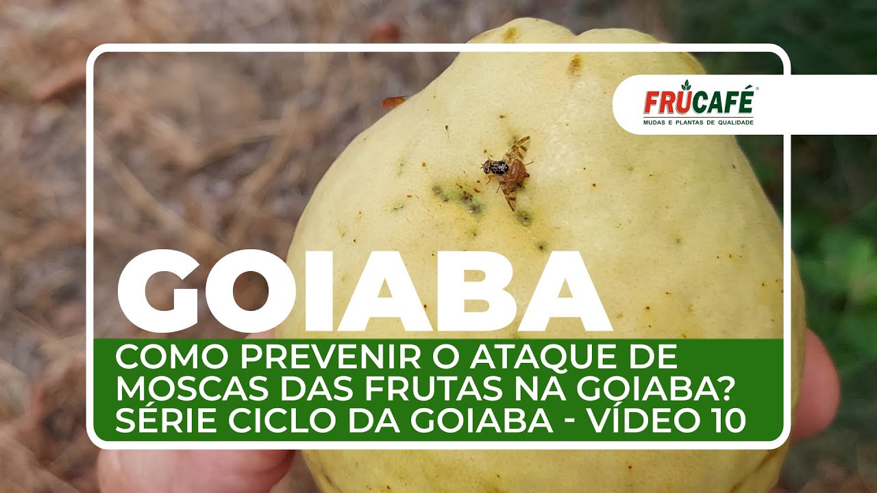 Como Prevenir o Ataque de Moscas das Frutas na Goiaba? Série Ciclo da Goiaba - Vídeo 10