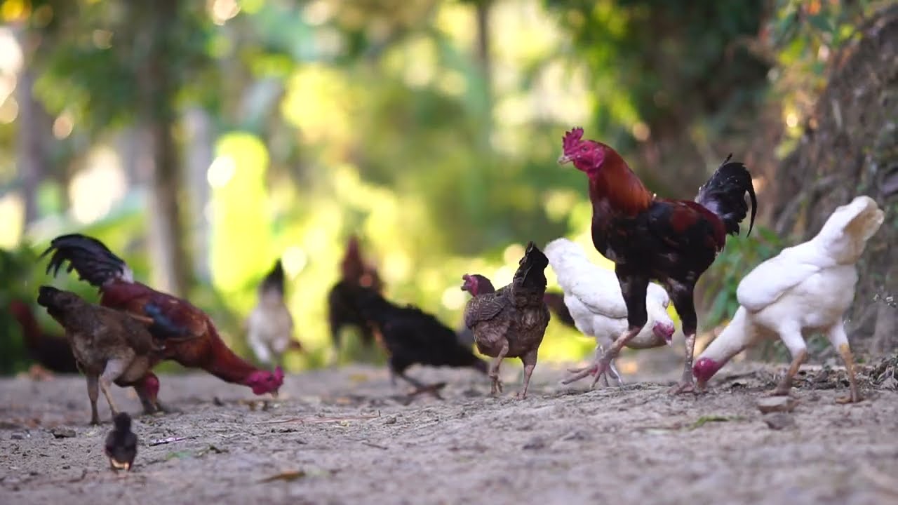C2325 Sounds of wildlife animals, animal moment Chicken Sounds Noises Hens Clucking Roosters Crowing