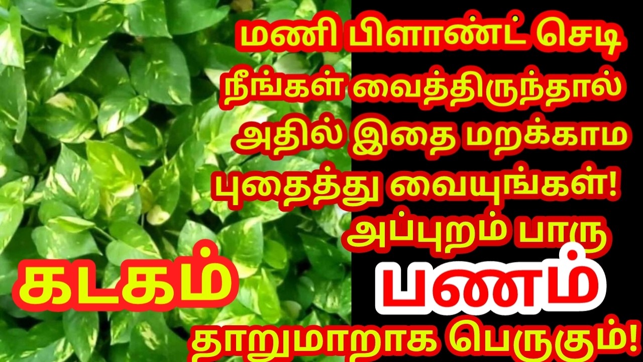 மணி பிளான்ட் செடியில் இதை புதைத்து வையுங்கள் பணம் நன்றாக பெருகி கடன் அடையும்|#money |#kadagam rasi
