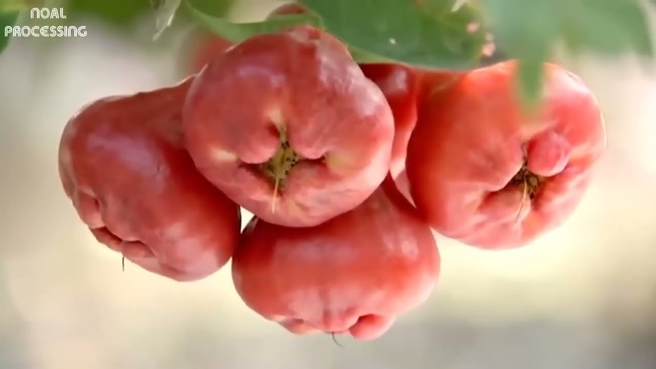 How Farmers Harvest Ripe Rose Apples | Interesting Agricultural Documentary