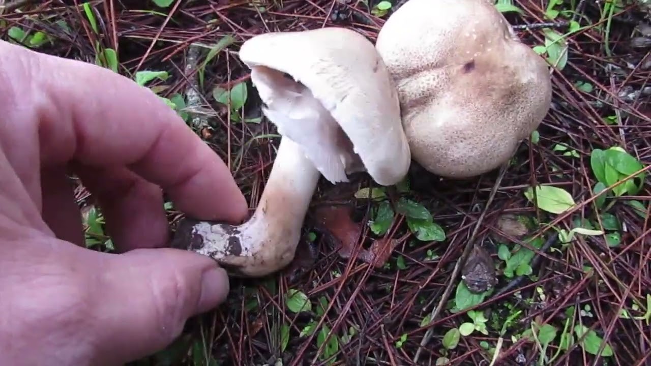 Agaricus moelleri, toxic fungi, τοξικό μανιτάρι