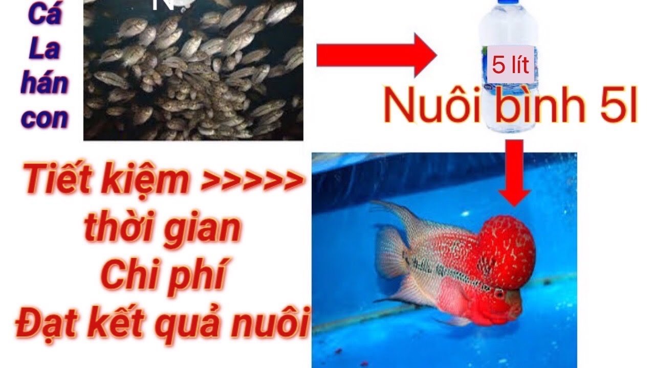 Cách nuôi cá la hán con dưới 1 ngón tay mau lớn mà không tốn nhiều thời gian - Nuôi bằng bình 5 lít