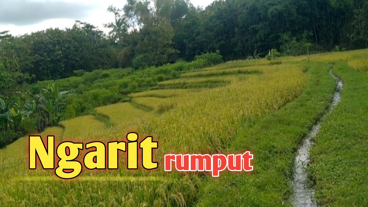 Ngarit rumput liar pakan ternak kambing domba || belajar ternak kambing domba