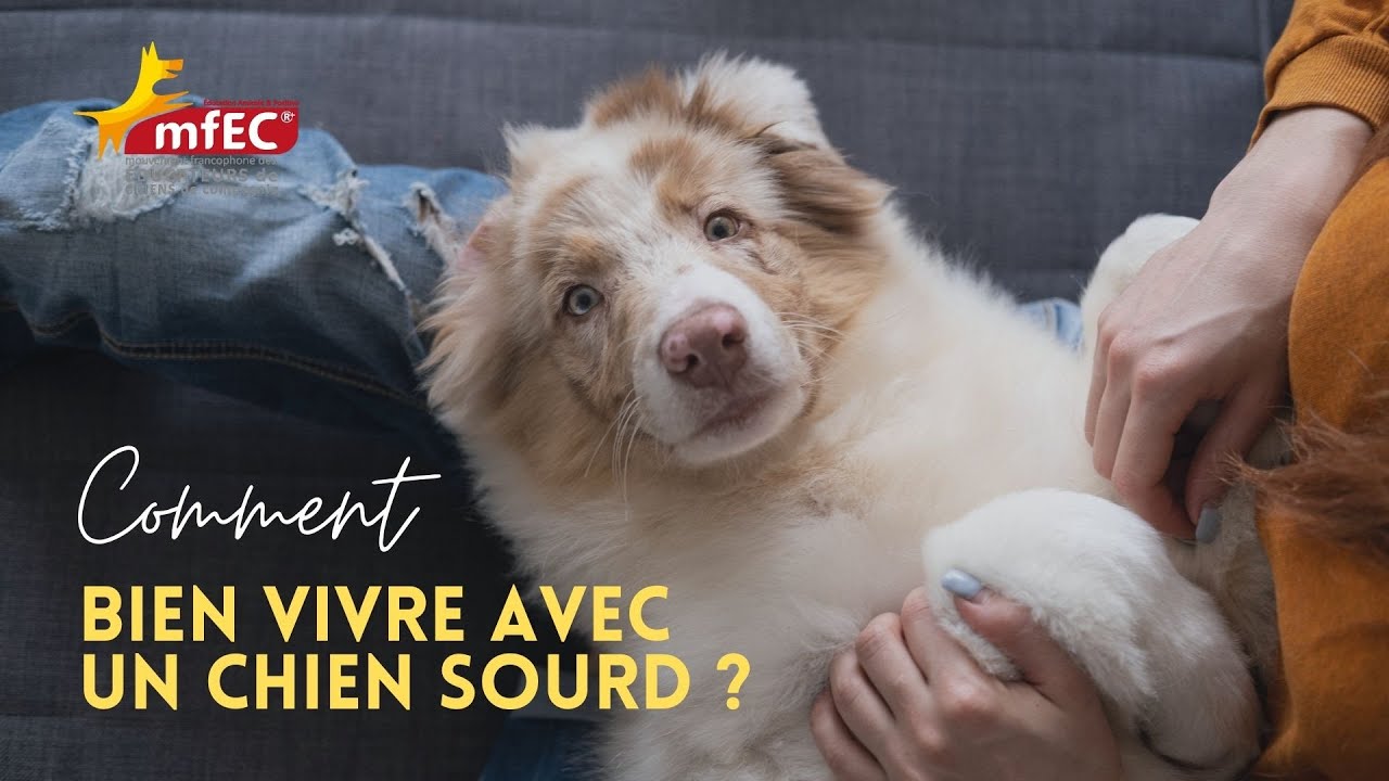 MFEC   Chien sourd