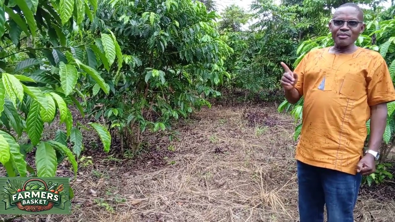 FARMERS BASKET Uganda: LEARN INTERCROPING TO IMPROVE COFFEE PRODUCTION IN DROUGHT-PRONE AREAS