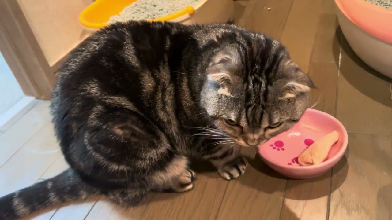 誕生日に若鶏のご馳走を食べる猫！！！！！