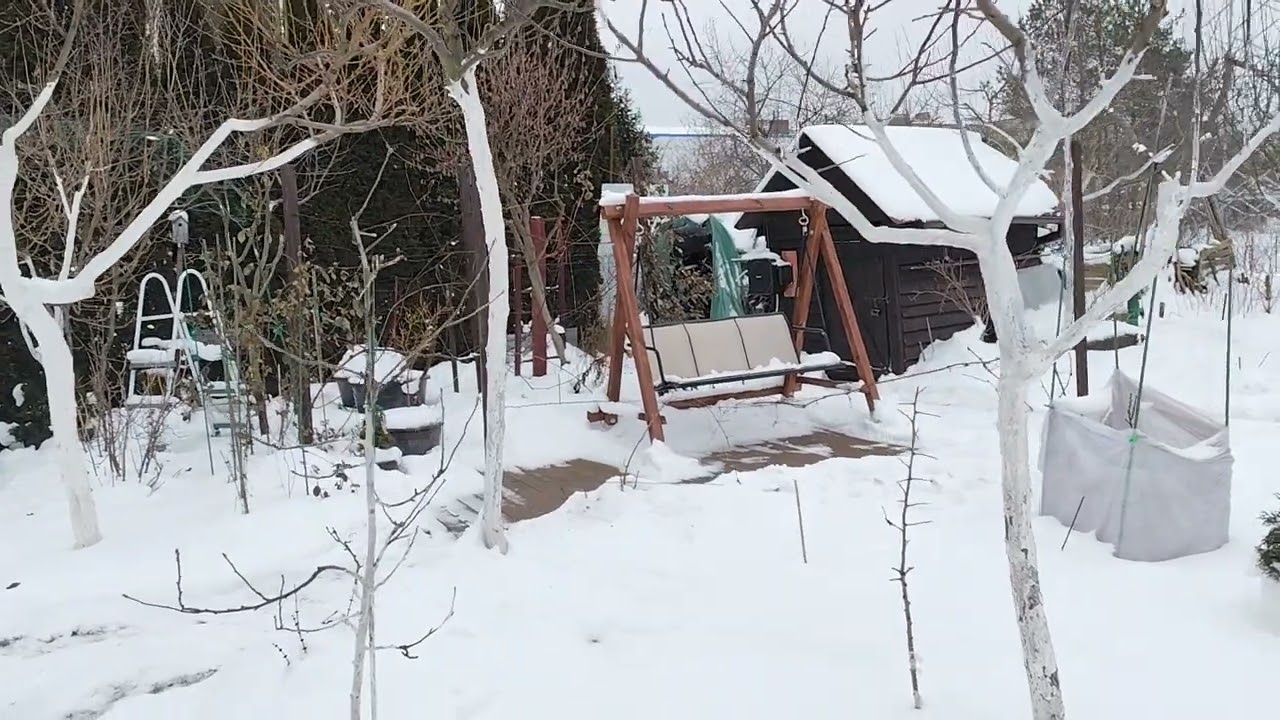 W jakiej kolejności ciąć DRZEWKA I KRZEWY OWOCOWE? 24.01.2026