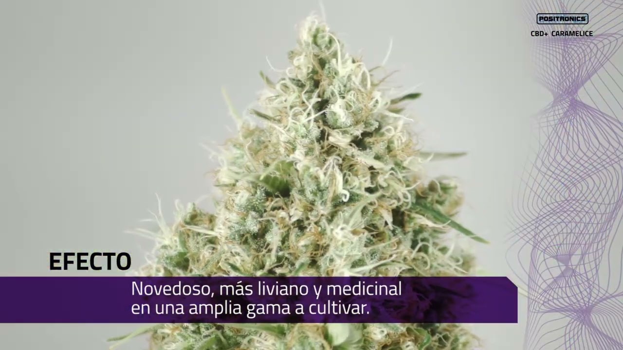 CBD+ CARAMELICE