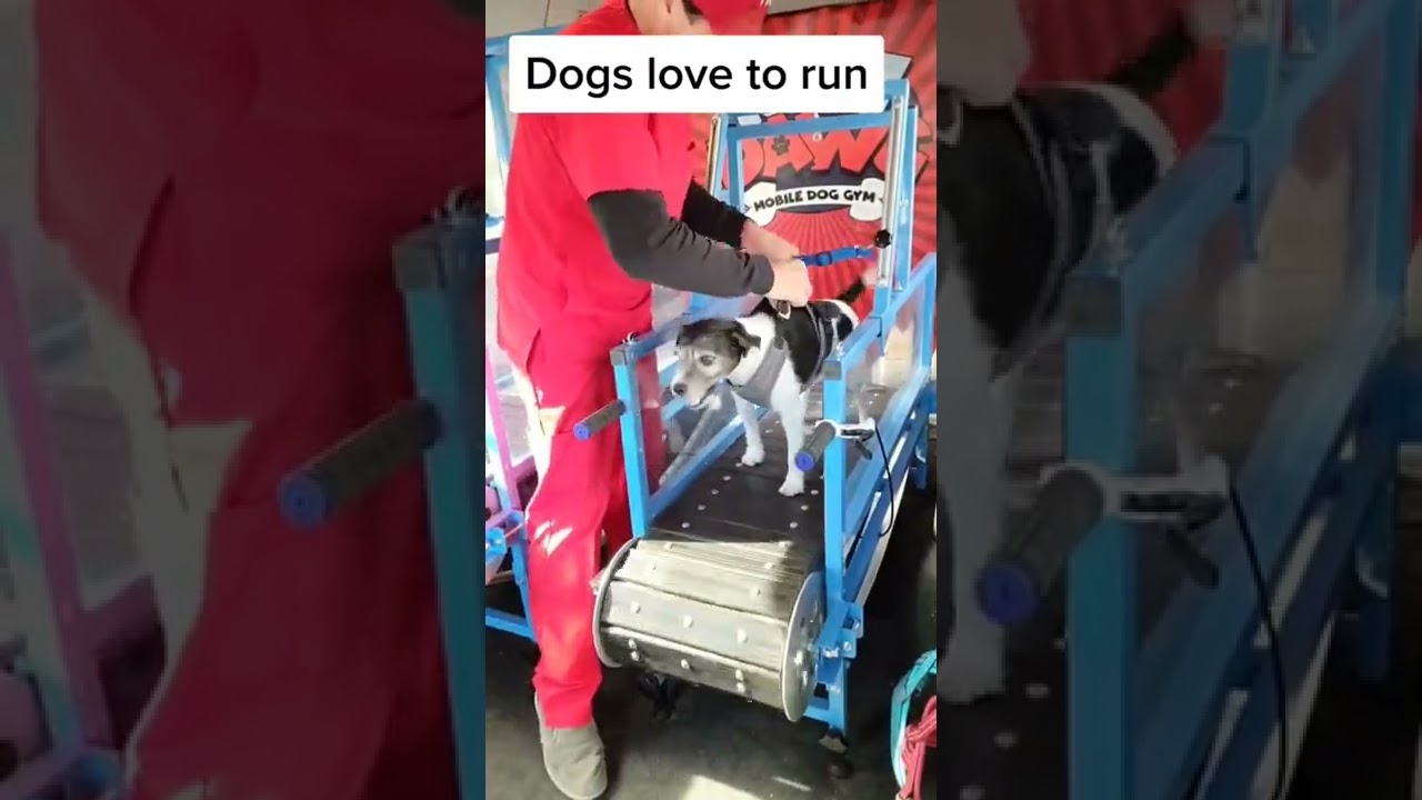 Dogs love to run. #dogexercise #doggym #mobiledoggym #dogs #dogtreadmill #slatmill