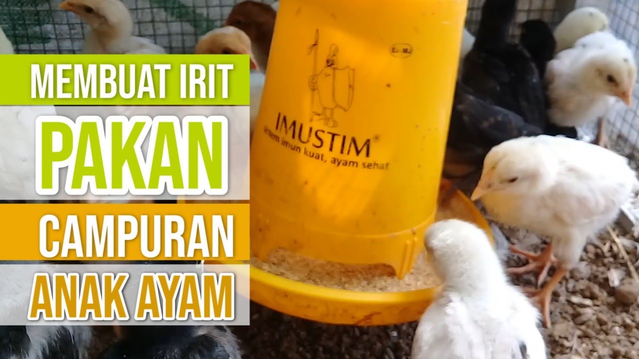 Lebih Hemat ! Membuat Pakan Campuran DOC Anak Ayam Kampung Ampas Tahu Skala Rumahan