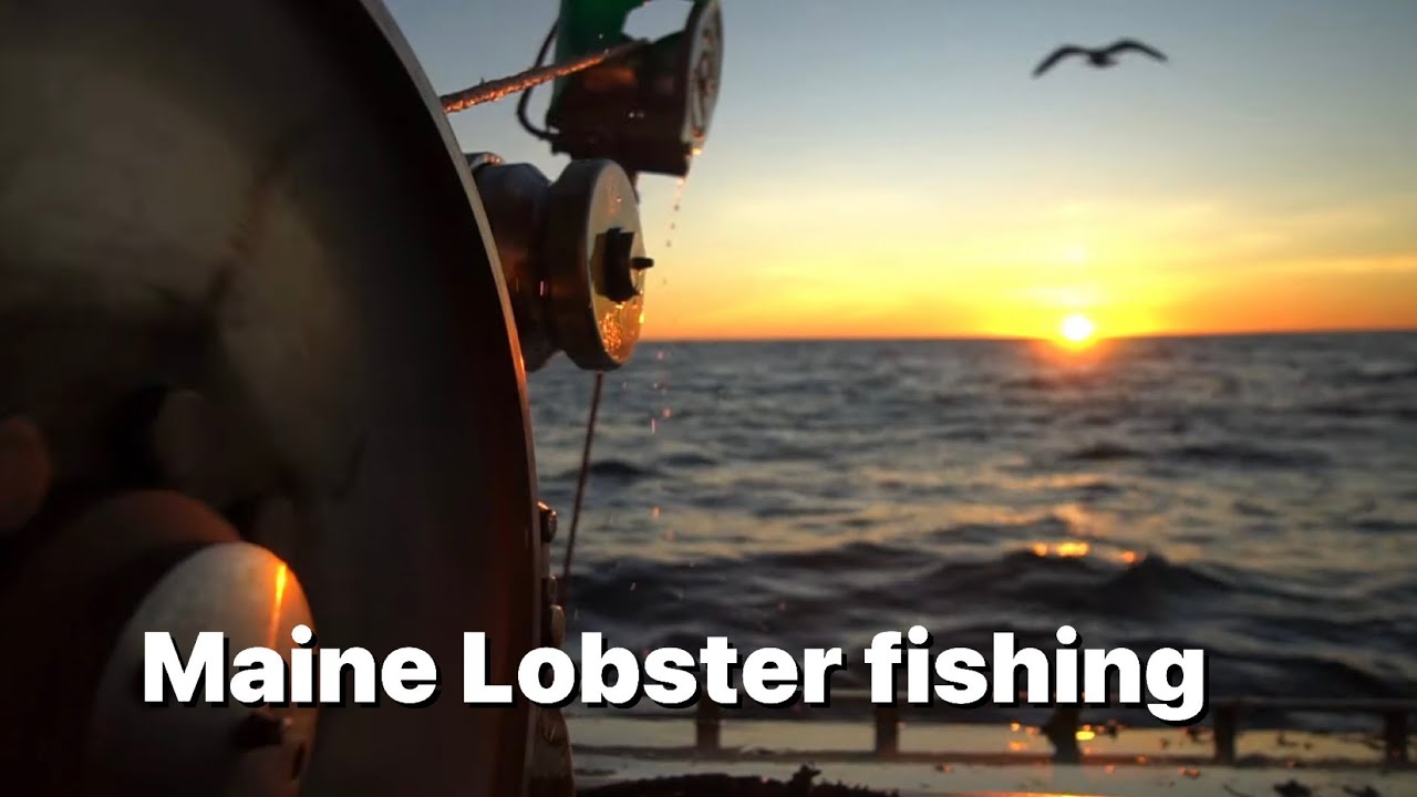 Maine Lobster fishing! #4