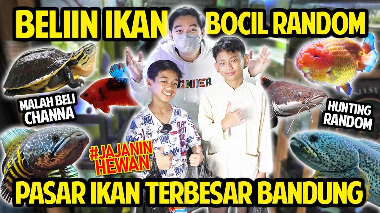 BELIIN HEWAN BOCIL RANDOM KE PASAR IKAN MUARA TERBESAR DI BANDUNG! HUNTING CHANNA! #JAJANINHEWAN!
